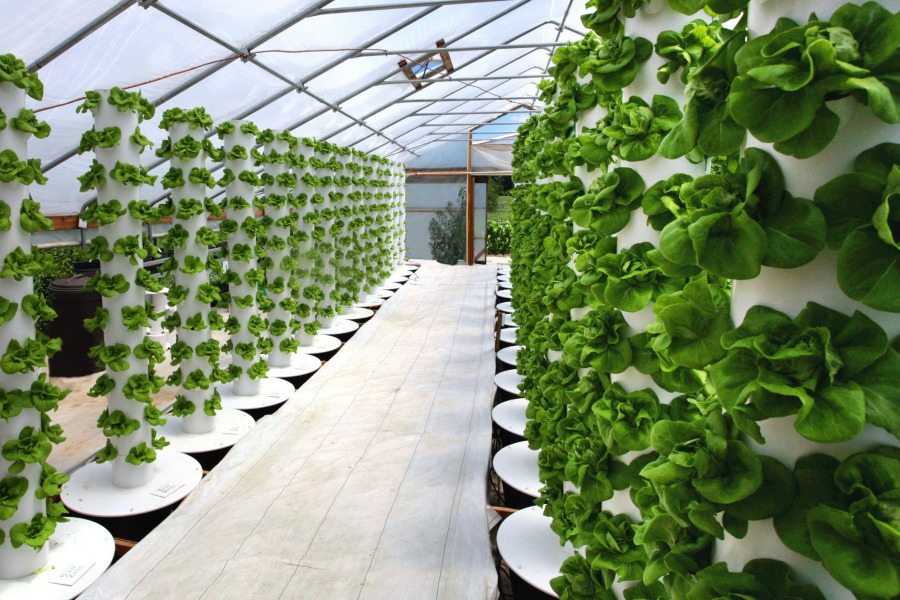 Vertical Aeroponic Garden